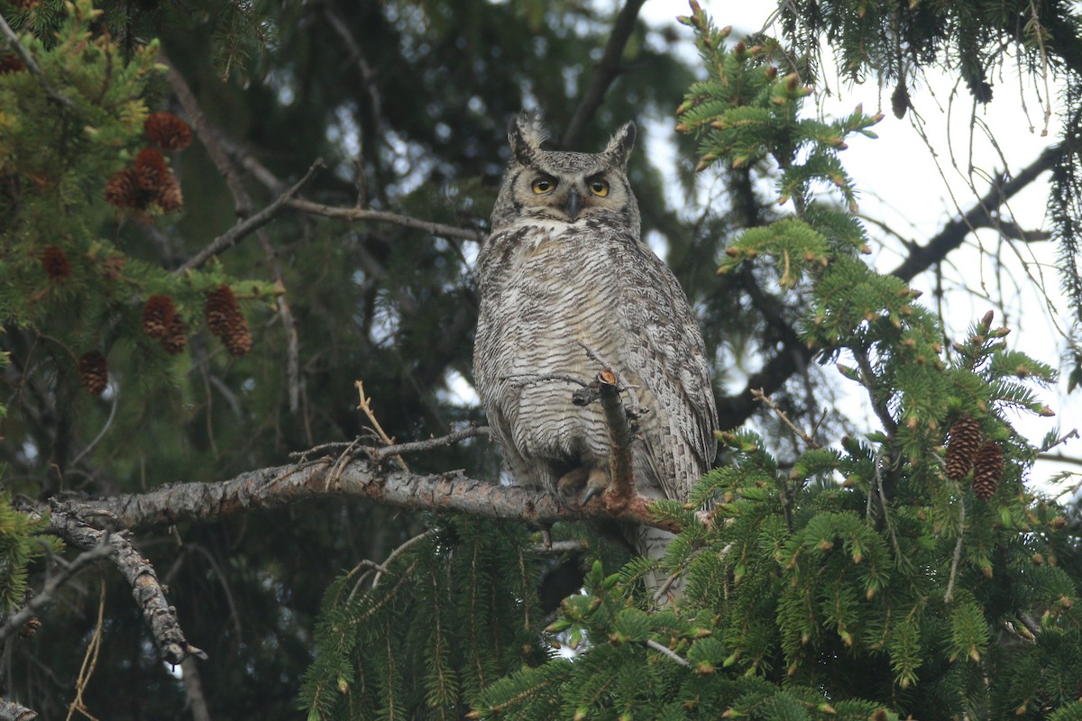 Great Horned Owl - ML165799221