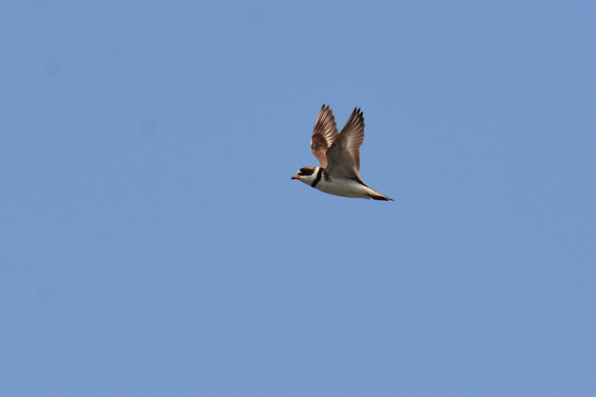Semipalmated Plover - ML165801601