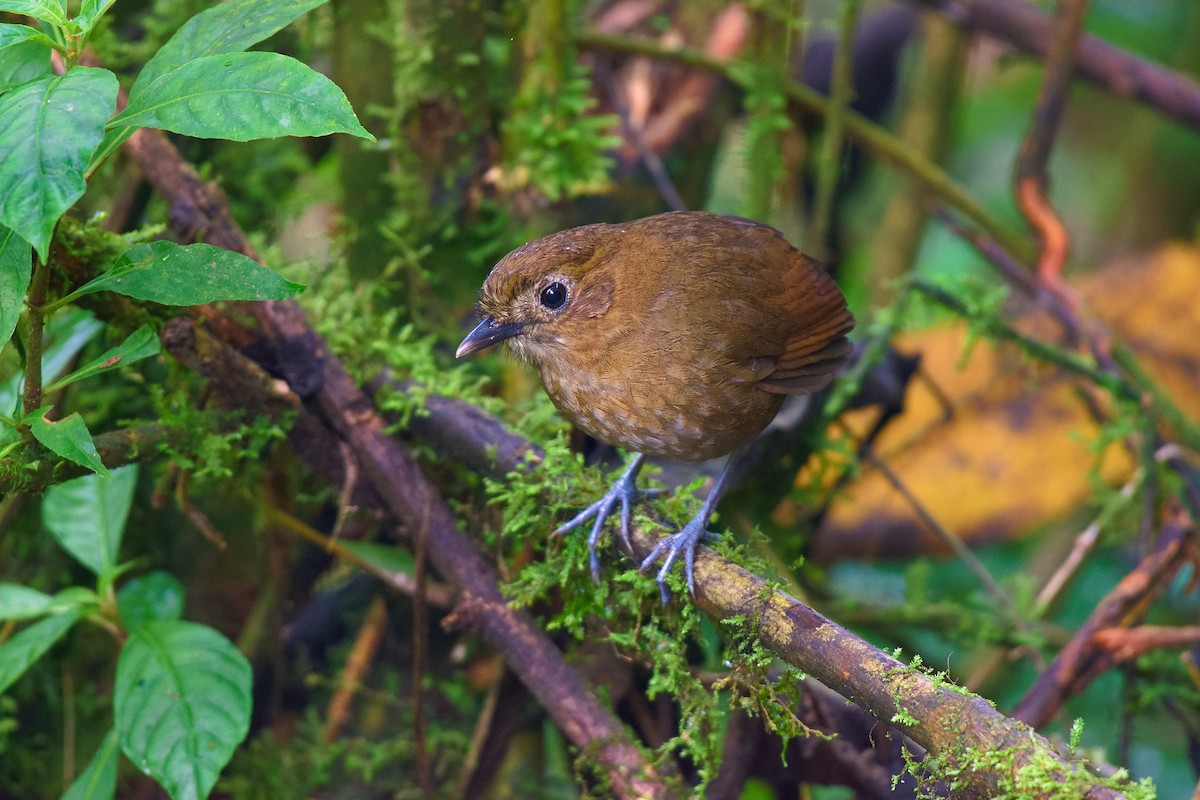Brown-banded Antpitta - ML165801981