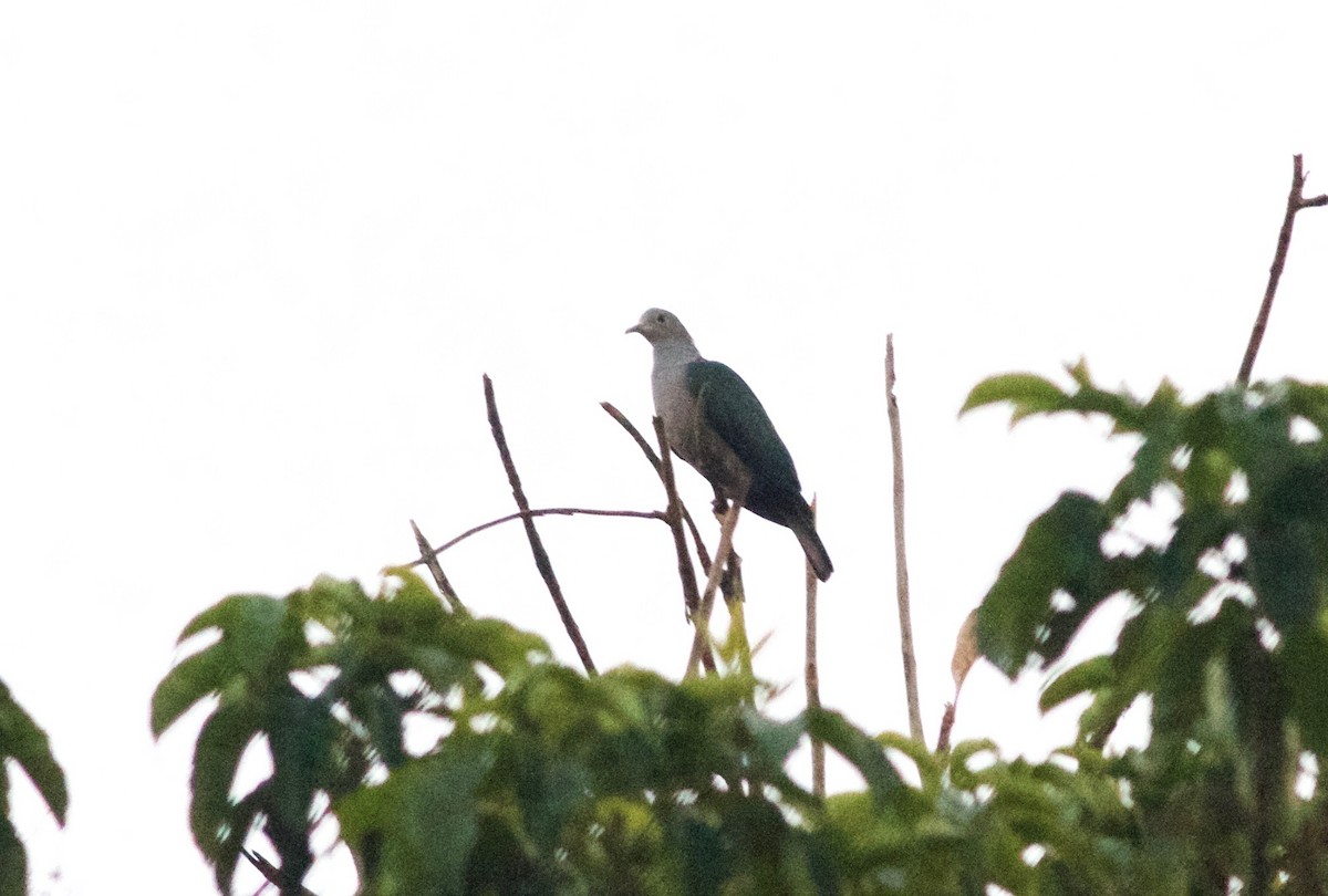 Green Imperial-Pigeon - ML165802301