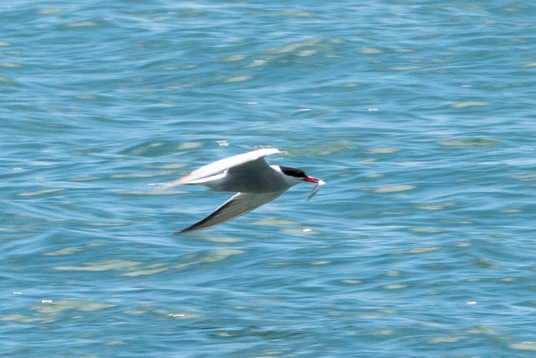 Common Tern - Jeremy Cushman