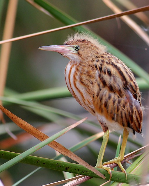 Juvenile lateral view. - Yellow Bittern - 