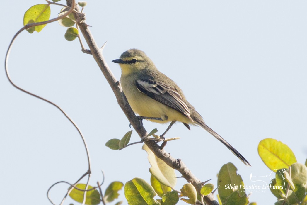 Greater Wagtail-Tyrant - ML165807261