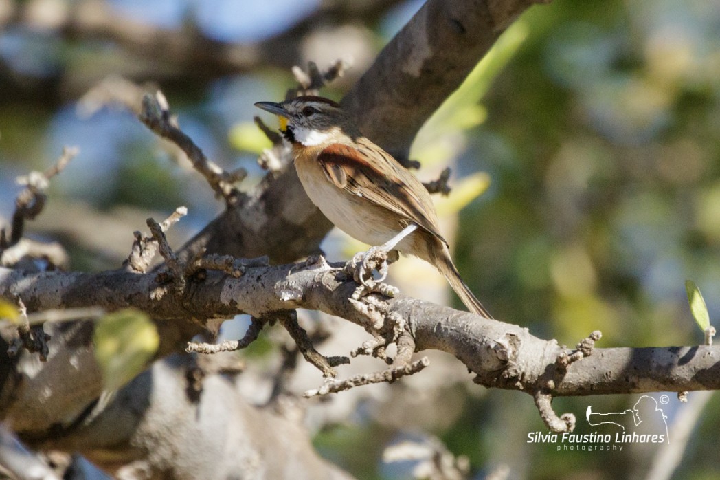 Chotoy Spinetail - ML165807471