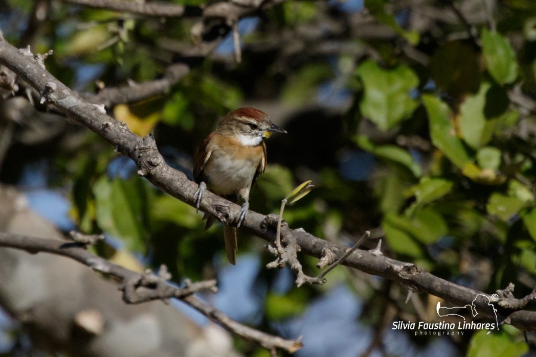 Chotoy Spinetail - Silvia Faustino Linhares