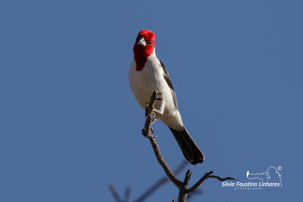 Red-cowled Cardinal - ML165807521