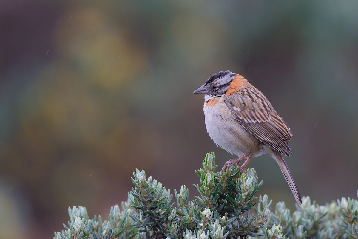 Rufous-collared Sparrow - ML165808291