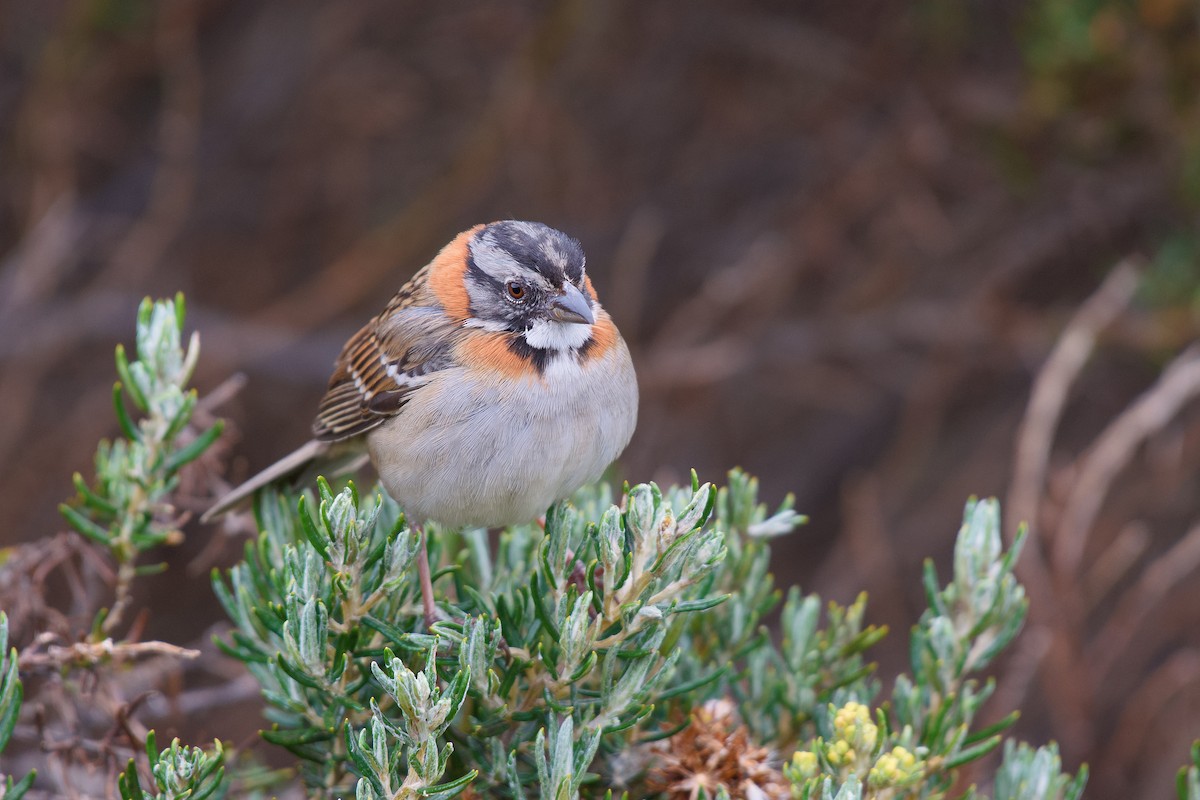 Rufous-collared Sparrow - ML165808381
