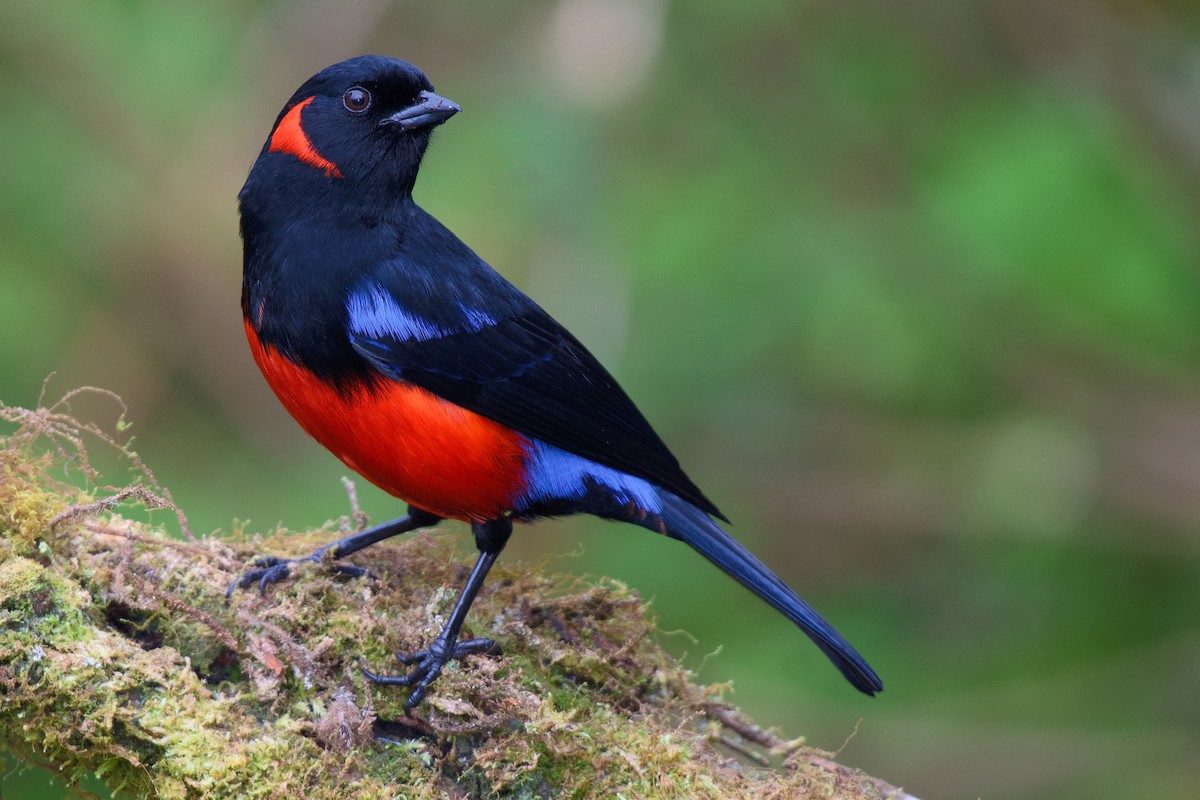 Scarlet-bellied Mountain Tanager - Christopher Becerra