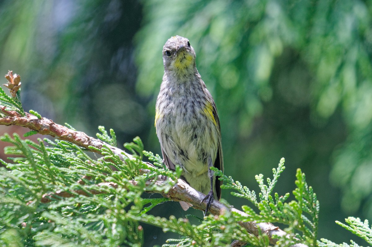 Yellow-rumped Warbler (Audubon's) - Etienne Artigau🦩