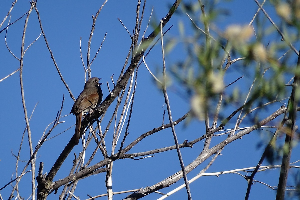 Fox Sparrow (Slate-colored) - ML165816831