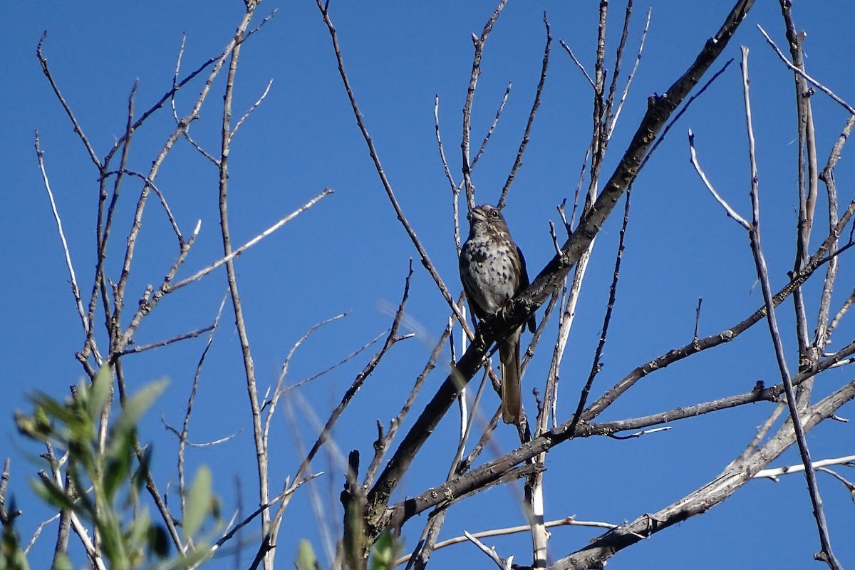 Fox Sparrow (Slate-colored) - ML165816841