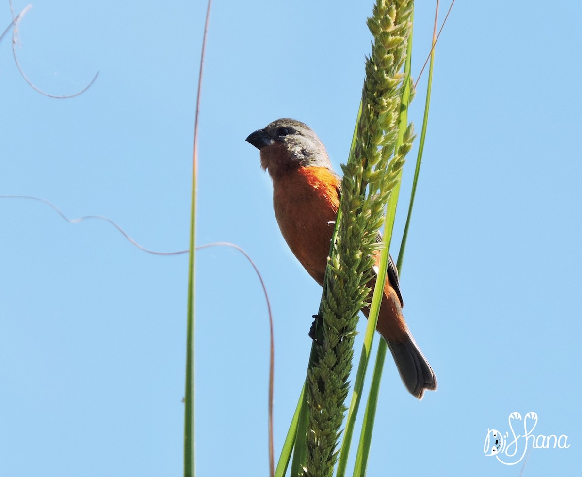 Ruddy-breasted Seedeater - ML165817321