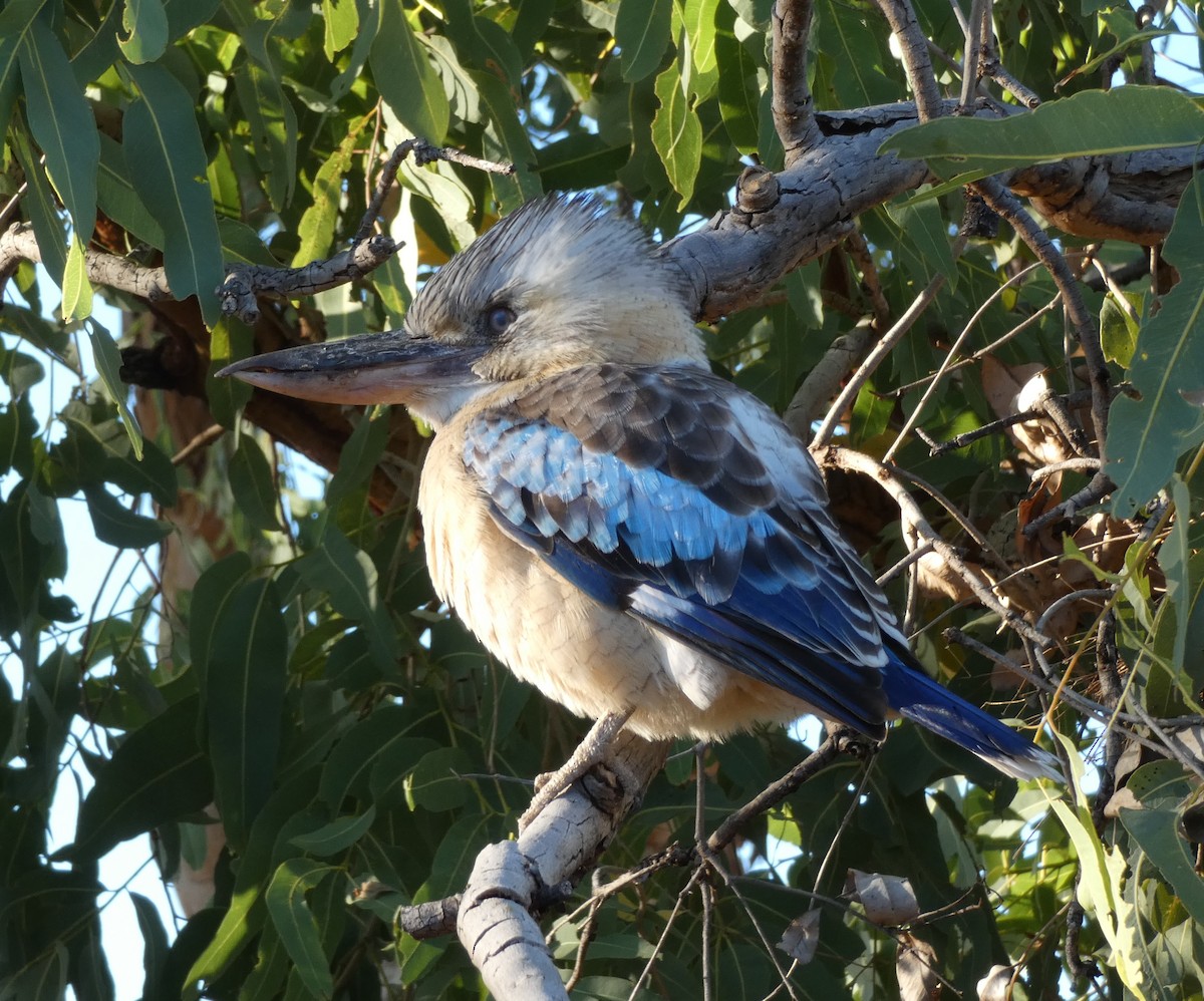 Blue-winged Kookaburra - Alison Turner