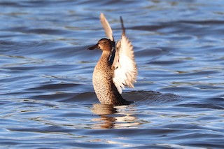 Blue-winged Teal, ML165821421
