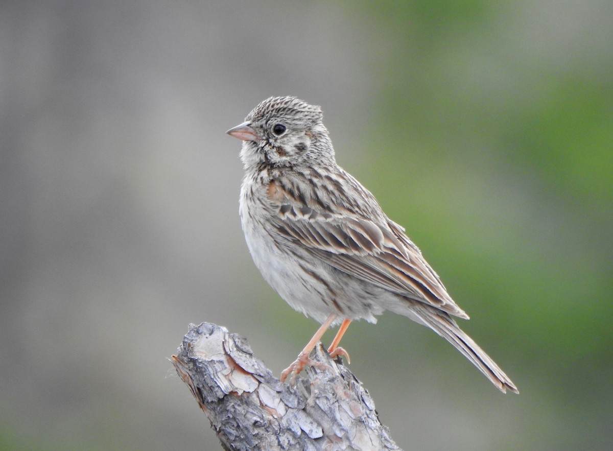 Vesper Sparrow - Kalin Ocaña