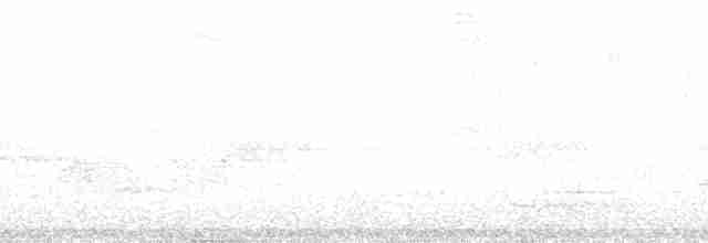 Candelita Plomiza - ML165826