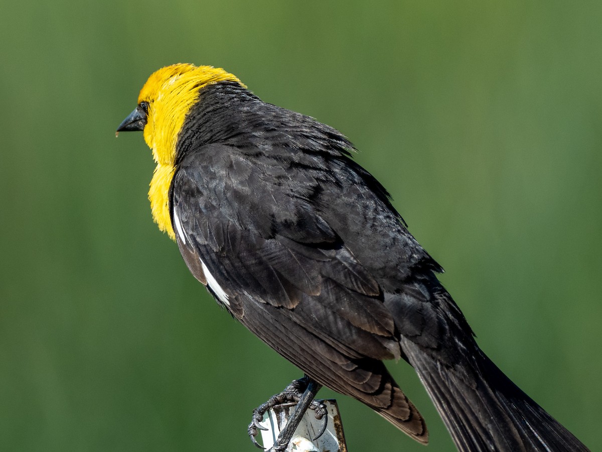 Yellow-headed Blackbird - ML165832151
