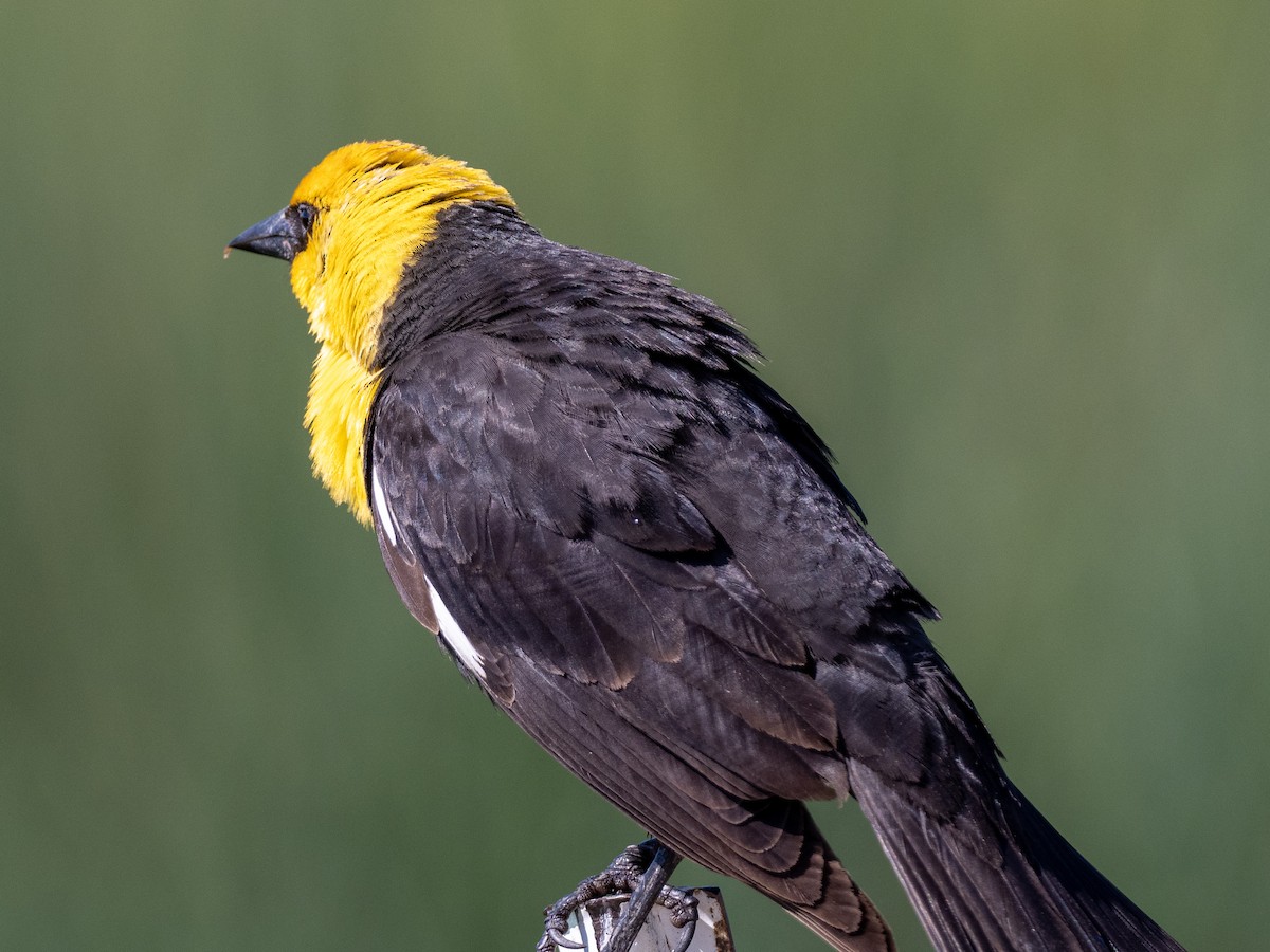 Yellow-headed Blackbird - ML165832181