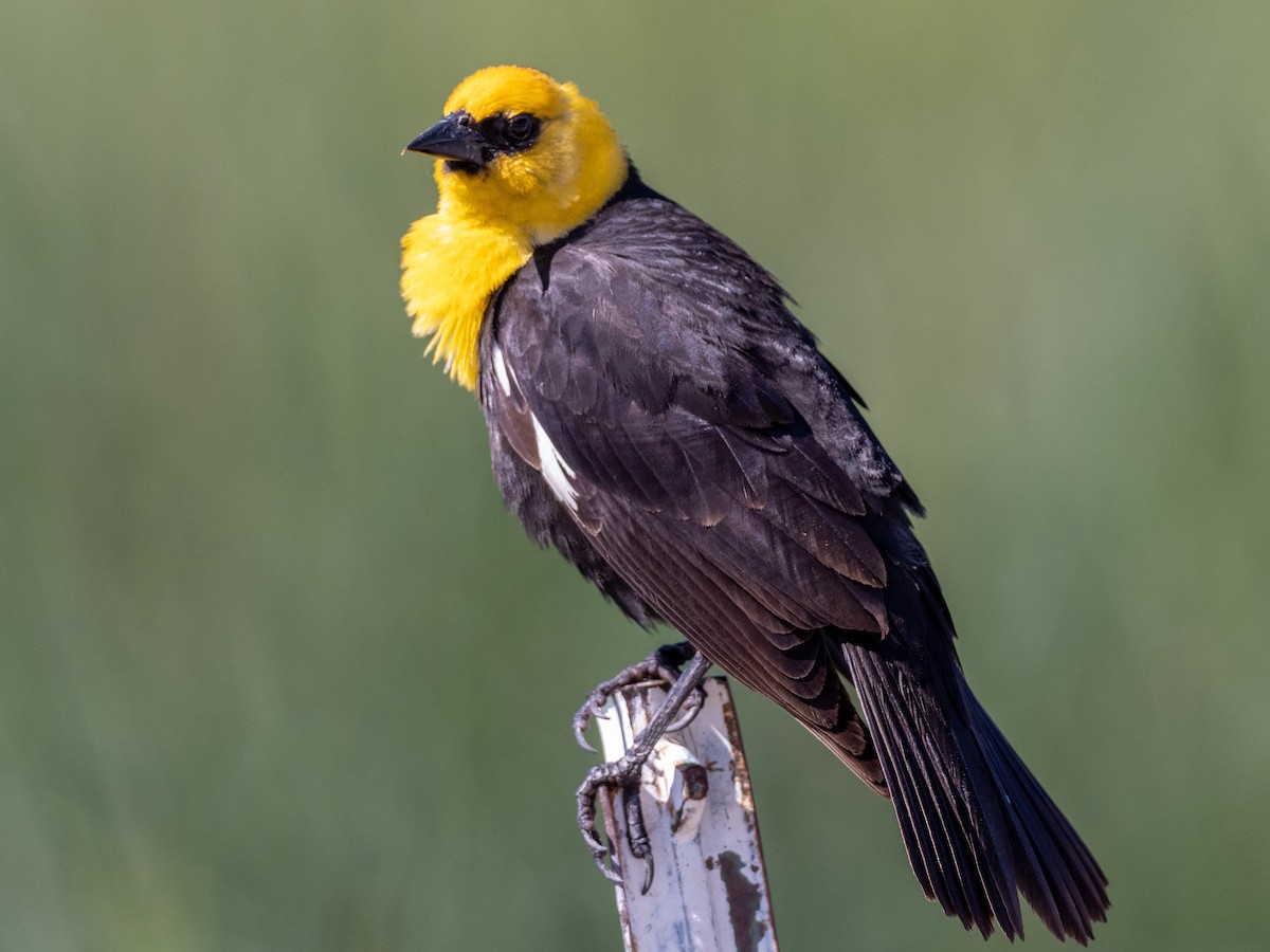 Yellow-headed Blackbird - ML165832241
