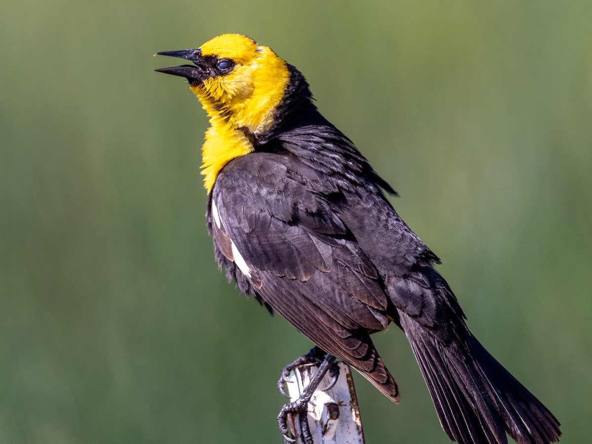 Yellow-headed Blackbird - ML165832291