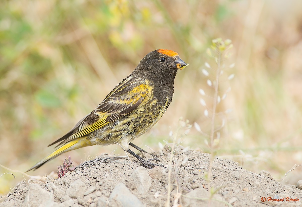 Fire-fronted Serin - ML165836441