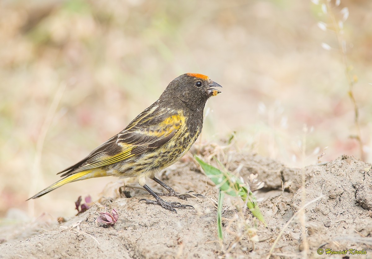Fire-fronted Serin - ML165836471