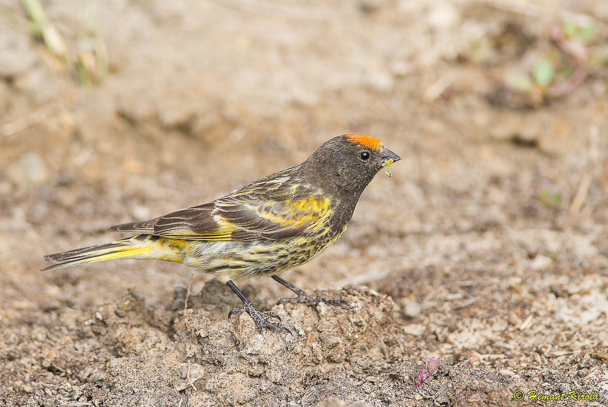 Fire-fronted Serin - ML165836481