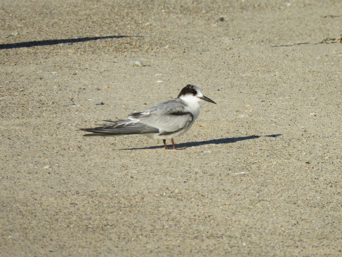 White-fronted Tern - ML165839651