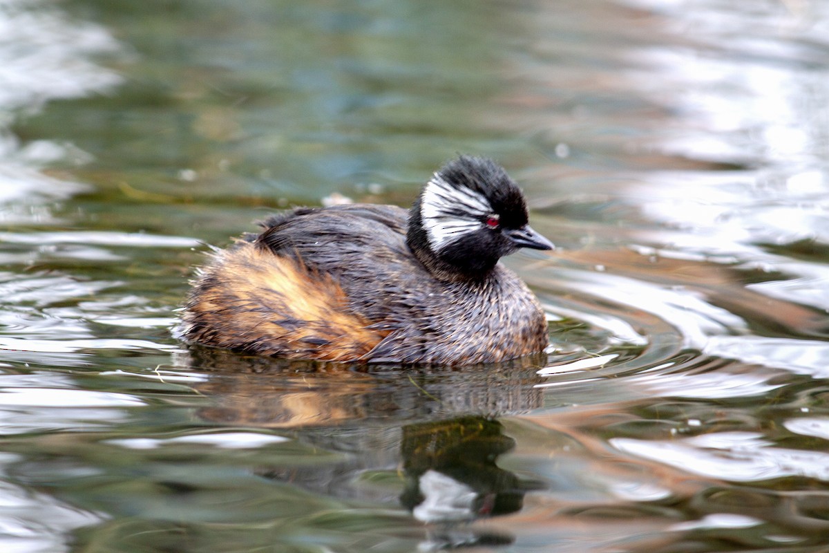 White-tufted Grebe - Jeff 'JP' Peters