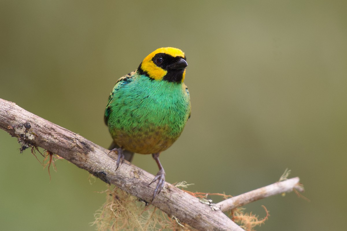 Saffron-crowned Tanager - ML165842381