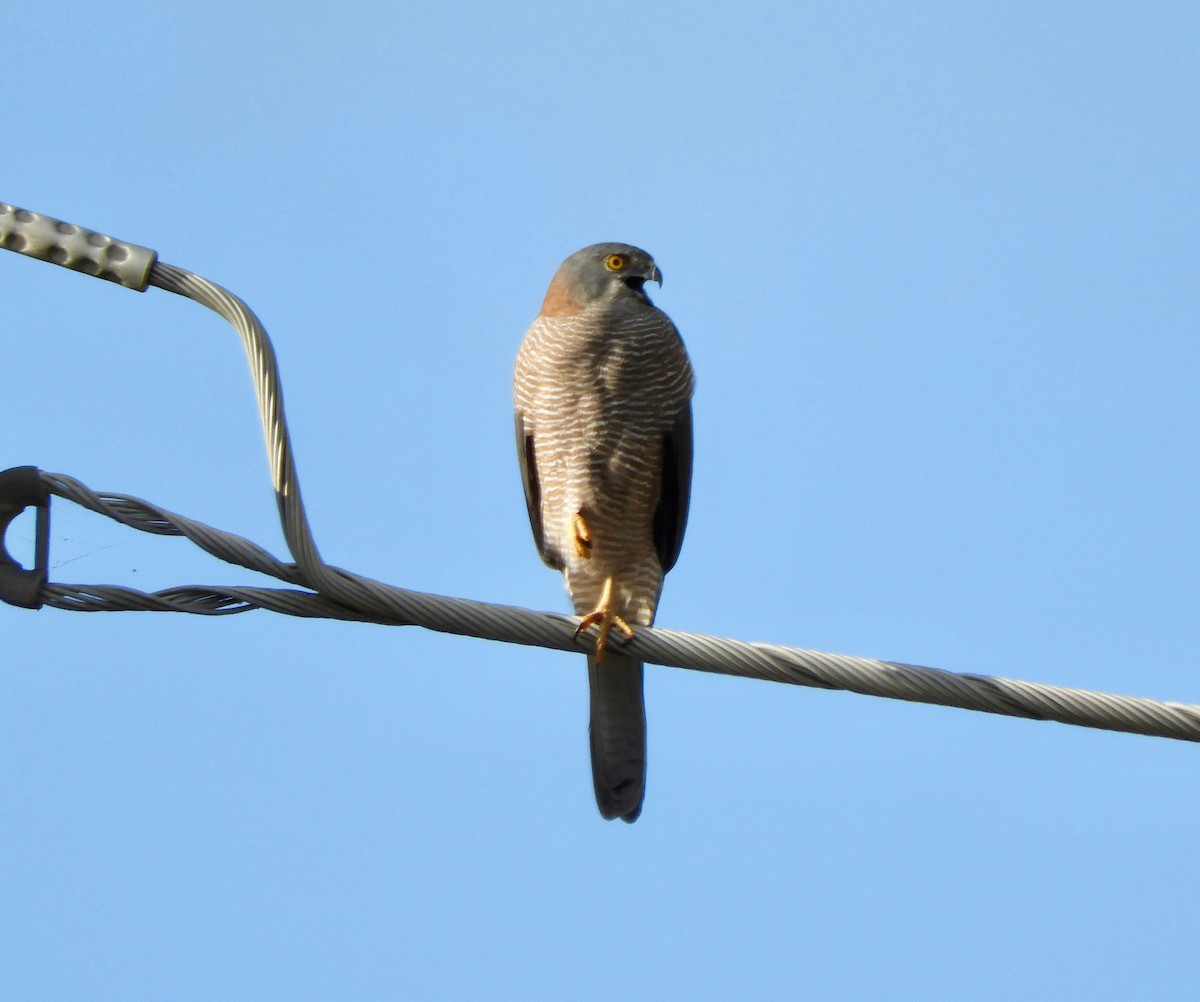 Collared Sparrowhawk - Anonymous