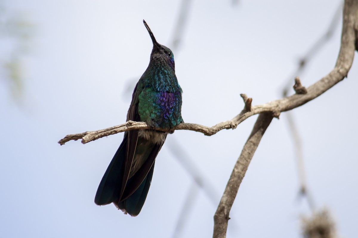 kolibřík modrolící - ML165844471