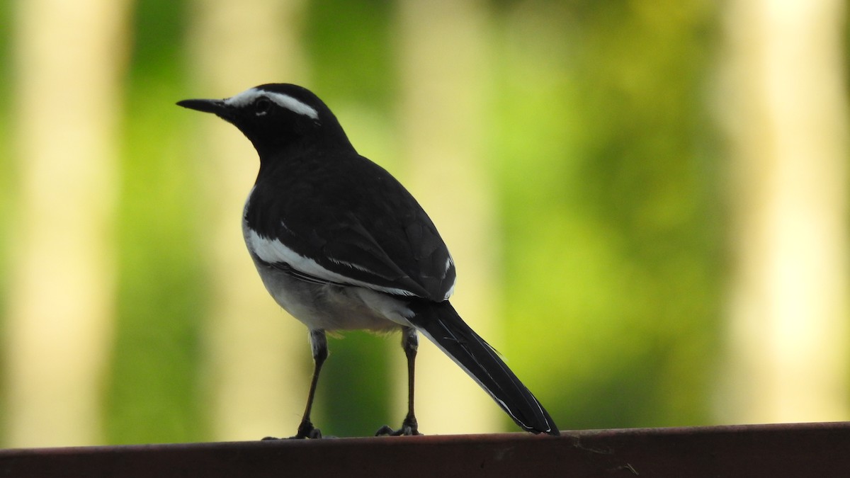 White-browed Wagtail - ML165847361
