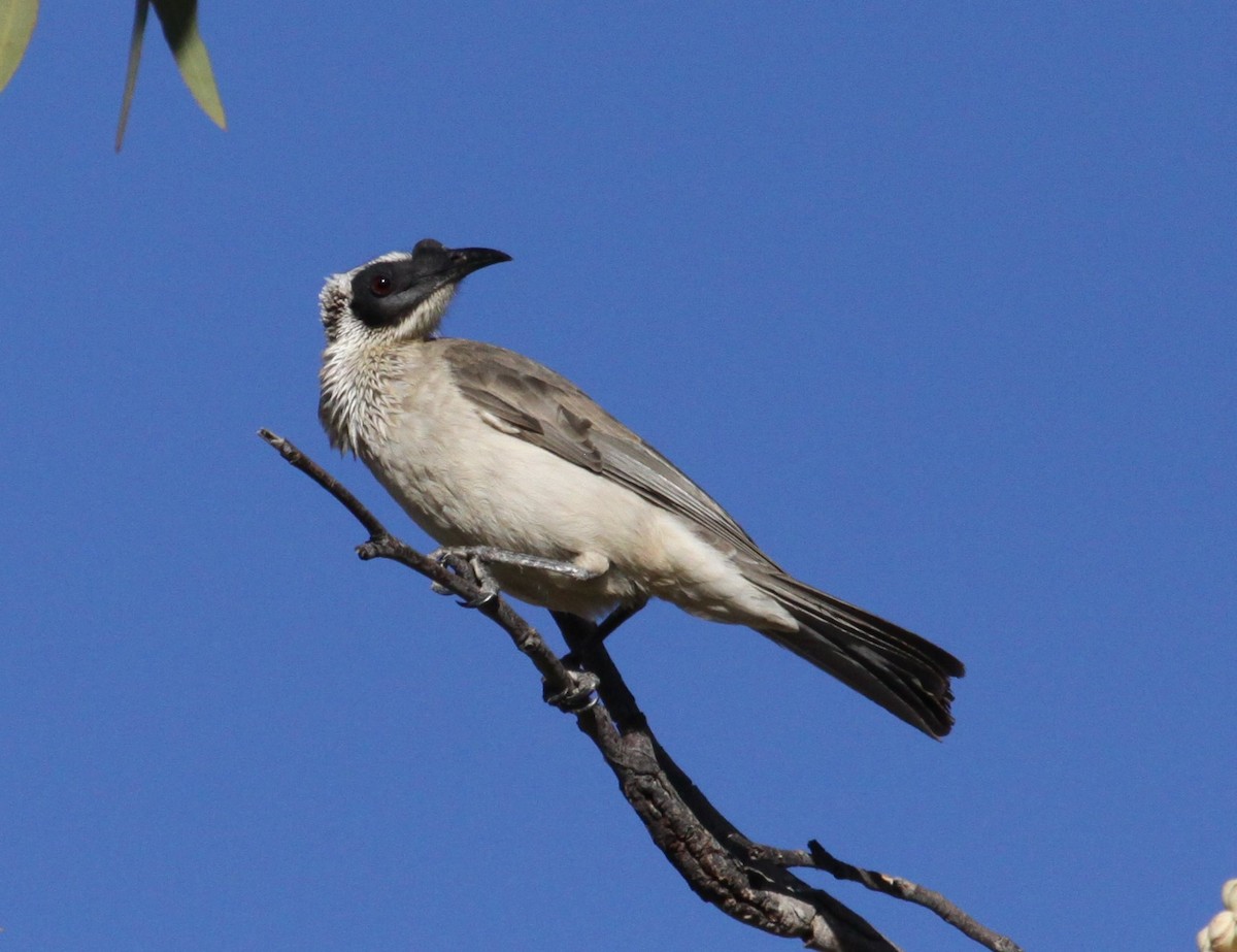 Silver-crowned Friarbird - ML165847901