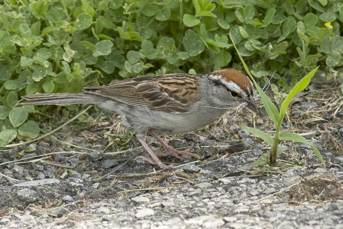 Chipping Sparrow - ML165848721
