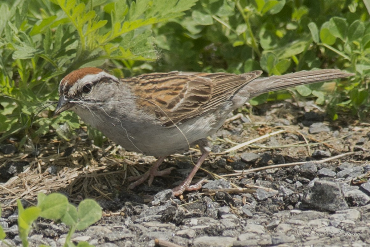 Chipping Sparrow - ML165848731