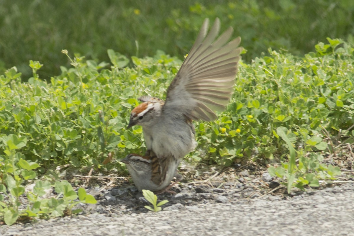 Chipping Sparrow - ML165848741