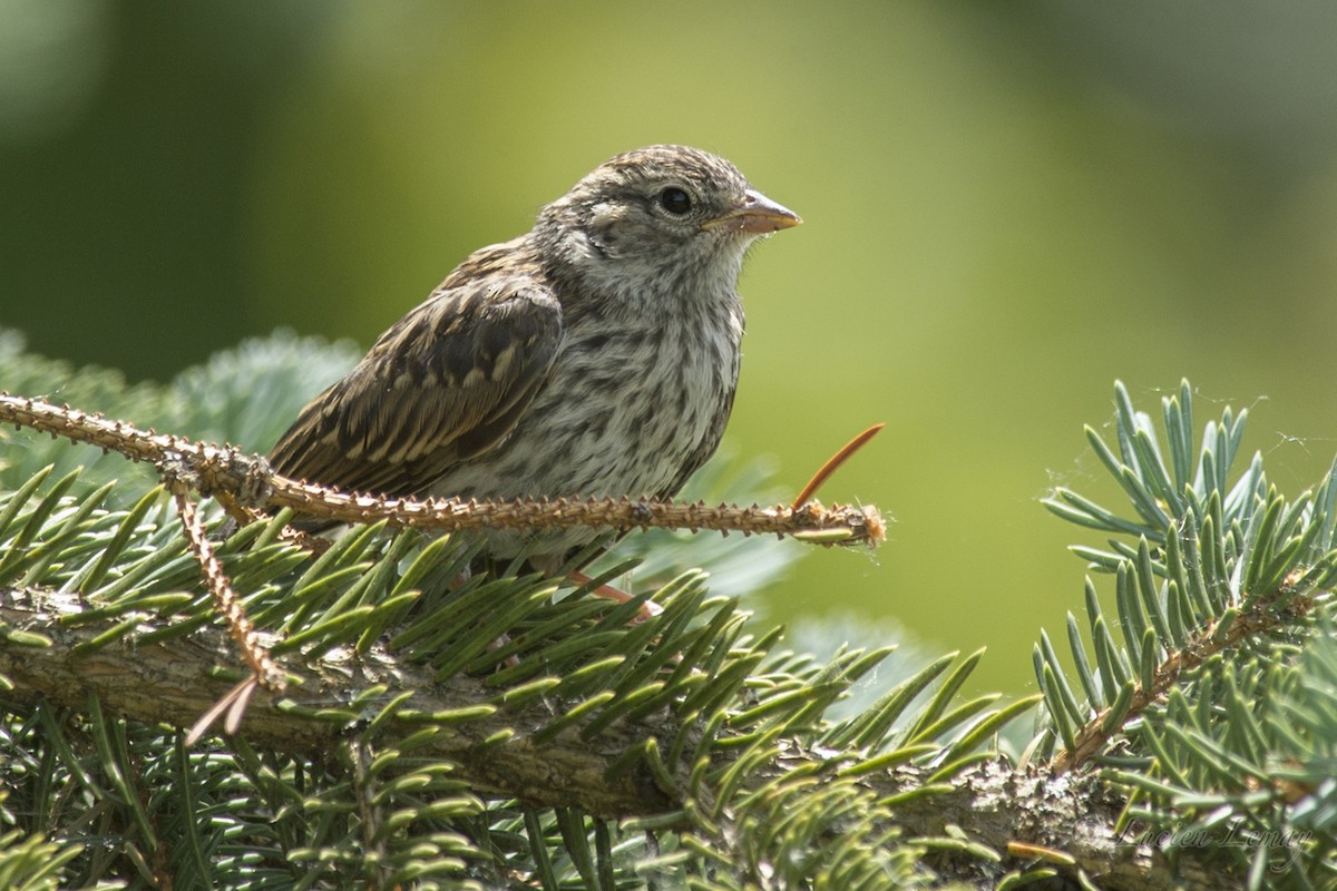 Chipping Sparrow - ML165848891