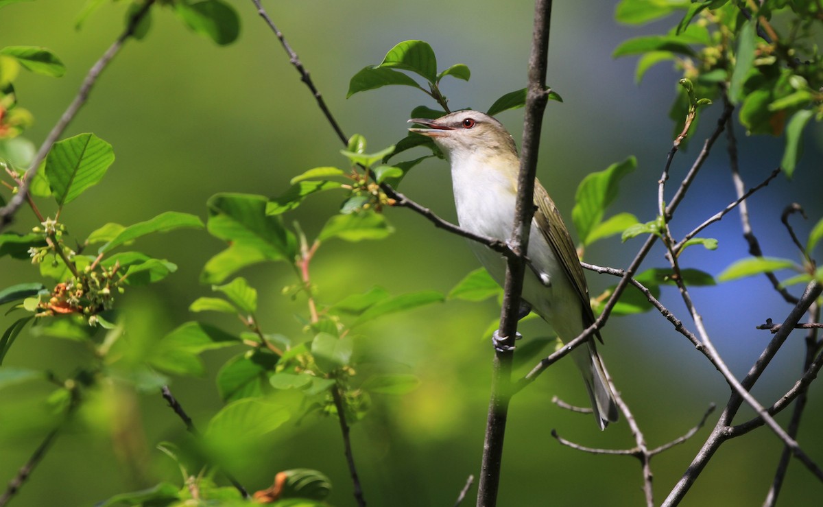 Red-eyed Vireo - Diane St-Jacques