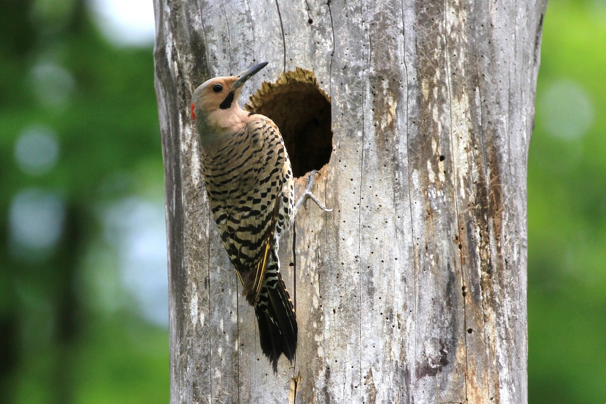 Northern Flicker - Diane St-Jacques