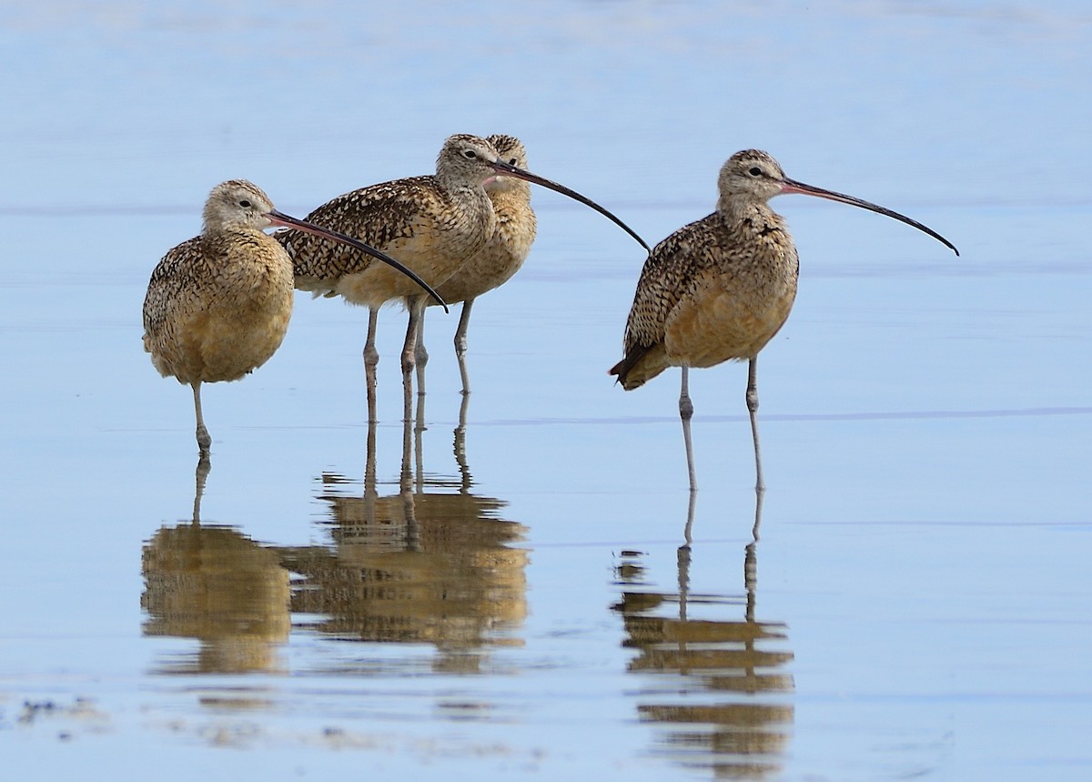 Long-billed Curlew - ML165855461