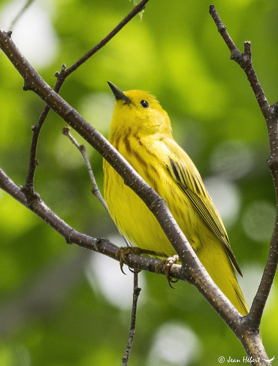 Yellow Warbler - Jean Hebert