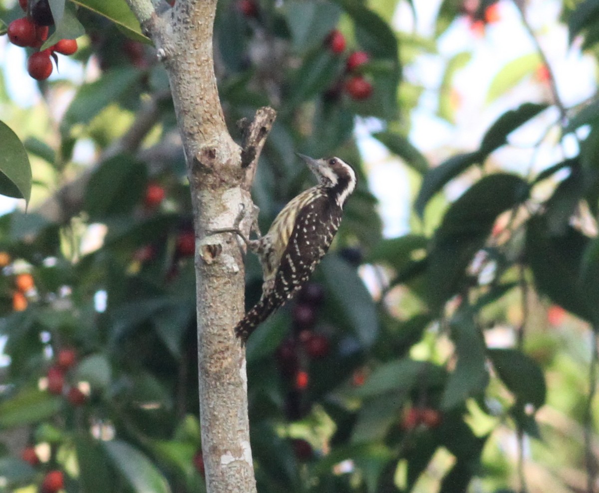 Philippine Pygmy Woodpecker - Paul Bourdin