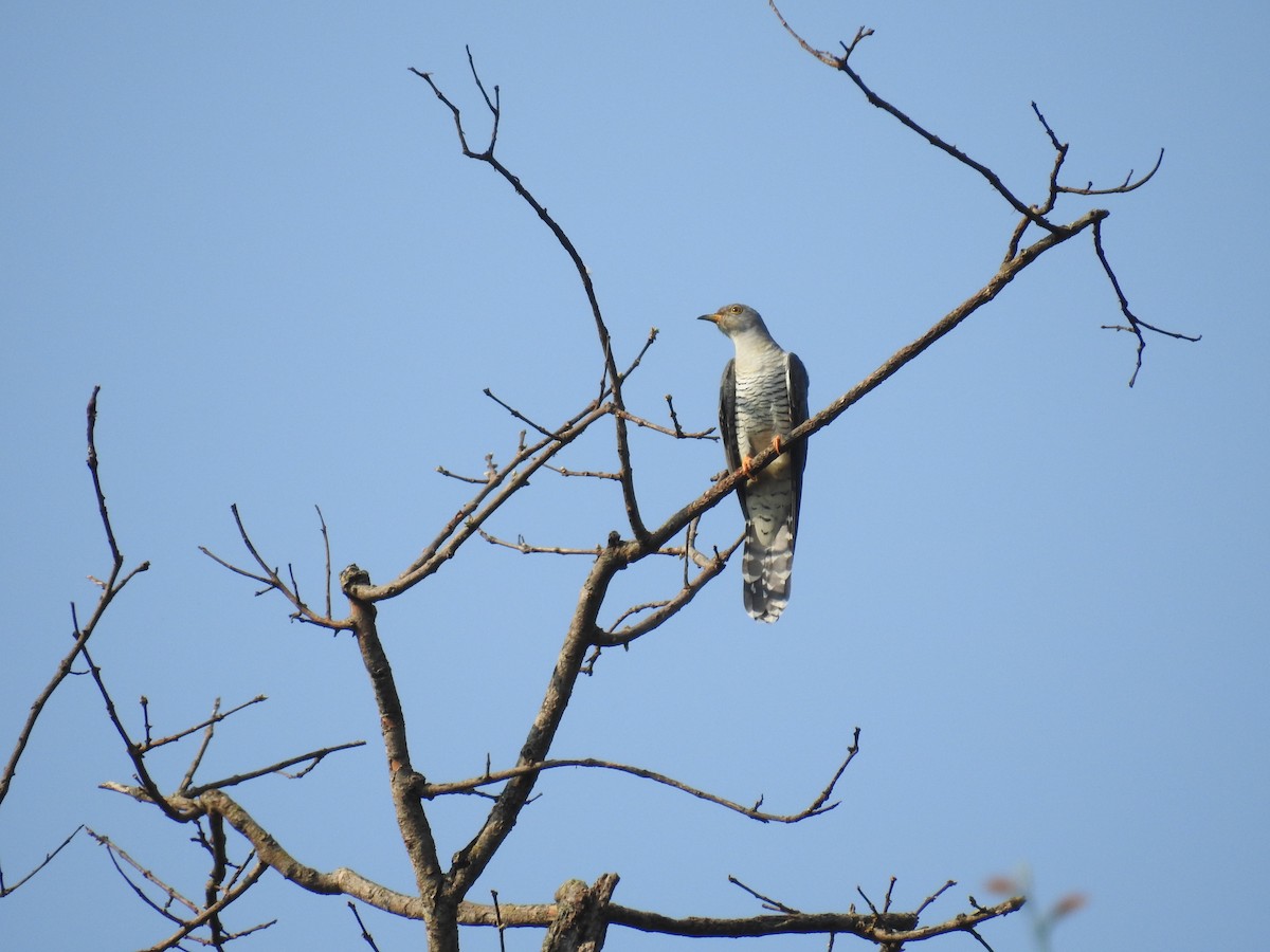 Common Cuckoo - ML165861301