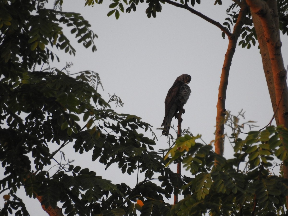 Indian Cuckoo - Ashwin Viswanathan