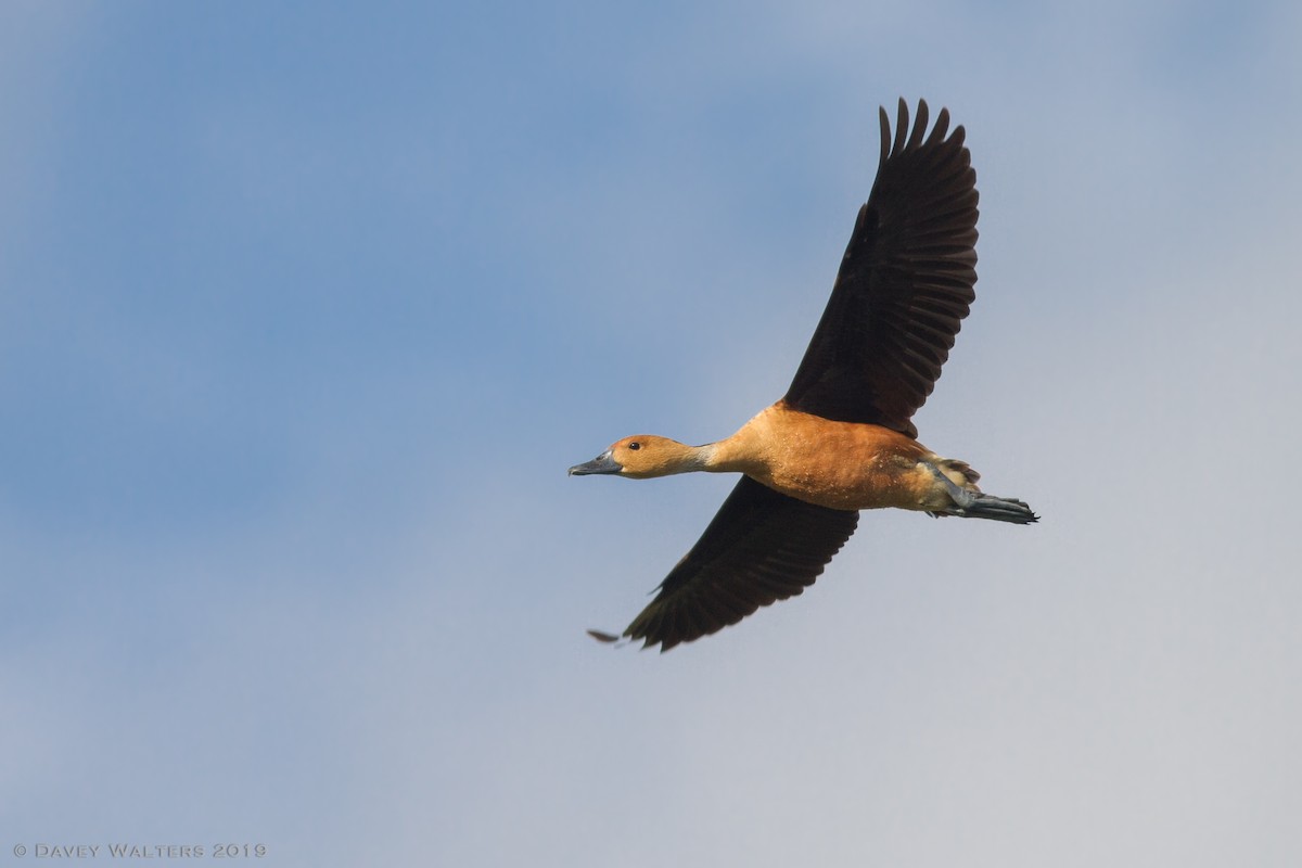 Fulvous Whistling-Duck - ML165863941