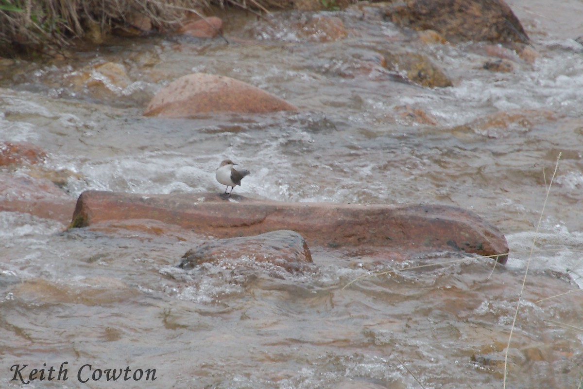 White-throated Dipper - Keith Cowton