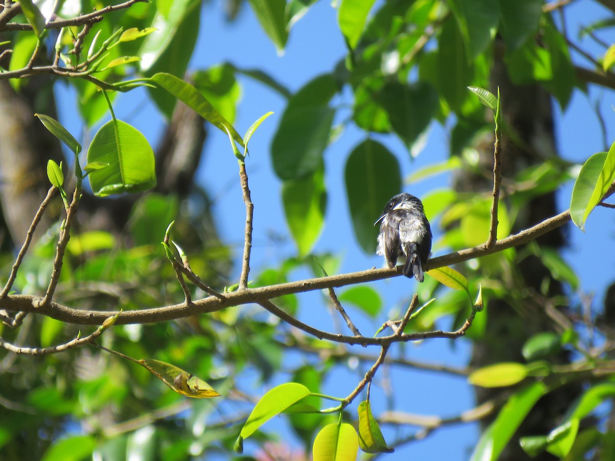 Bar-winged Flycatcher-shrike - Bhavi K