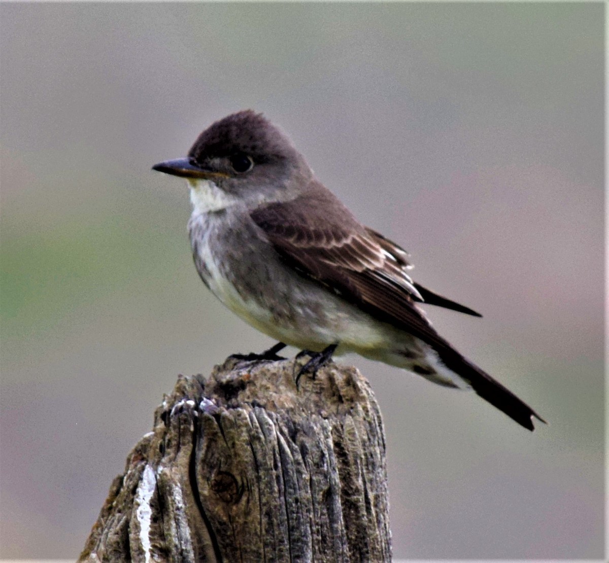 Olive-sided Flycatcher - William Crain